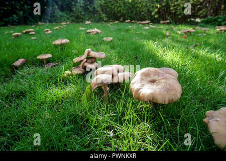 Armillaria mellea - (miele fungo) Foto Stock