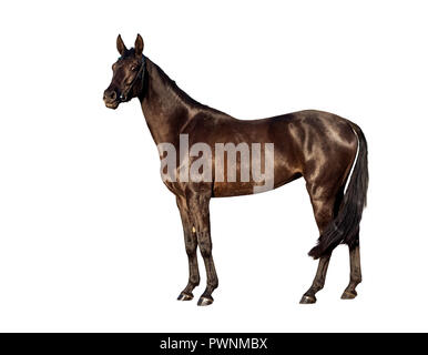 Portret di giovani cavallo baia isolata su uno sfondo bianco Foto Stock