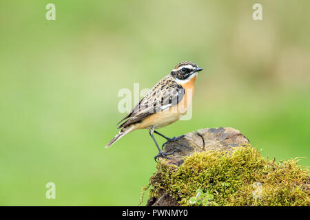 Un Whinchat su un legno morto il moncone Foto Stock