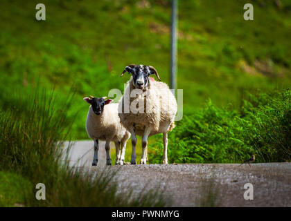 Pecore su di un altopiano Scozzese Road Foto Stock