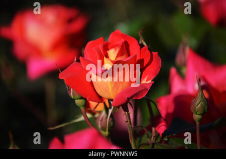 Arancione Rosa sotto la luce del sole nel giardino di rose di Palermo, Argentina, quando la primavera arriva Foto Stock