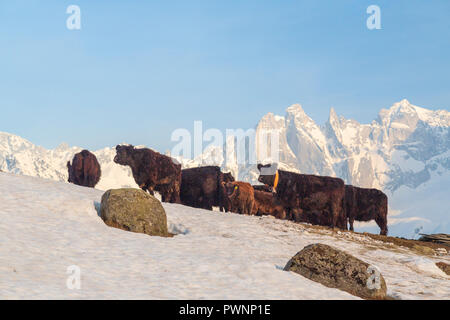 Le mucche in altezze delle montagne dalle vette innevate, Tombal, Soglio, Val Bregaglia, Maloja, Grigioni, Svizzera Foto Stock