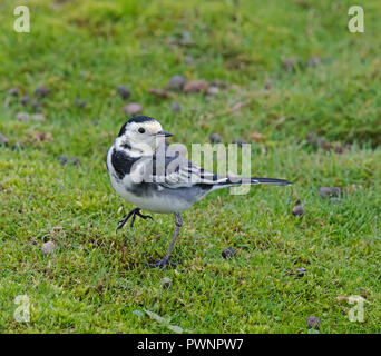 Pied Wagtail; Motacilla alba Foto Stock