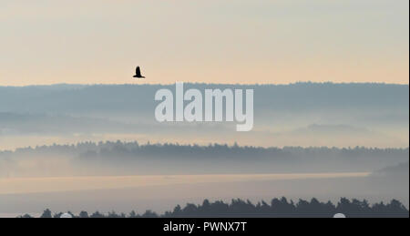 L'uccello è in cerca di preda di mattina Foto Stock