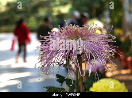 Beijing, Pechino, Cina. Xvii oct, 2018. Pechino, Cina-Pechino Il Giardino Botanico è in pieno colore di autunno come crisantemo fiorisce in autunno. Credito: SIPA Asia/ZUMA filo/Alamy Live News Foto Stock
