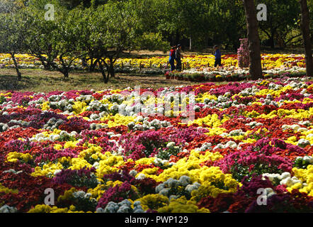 Beijing, Pechino, Cina. Xvii oct, 2018. Pechino, Cina-Pechino Il Giardino Botanico è in pieno colore di autunno come crisantemo fiorisce in autunno. Credito: SIPA Asia/ZUMA filo/Alamy Live News Foto Stock