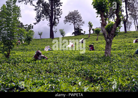 Lo Sri Lanka. Madulkelle plantation, lavoratori della piantagione di tè picking giovani germogli. Foto Stock