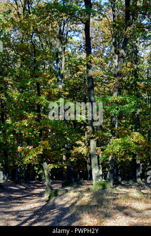 Appassimento alberi di quercia in corrispondenza del bordo di una foresta in un gioco di luci e di ombre su un percorso a metà autunno Foto Stock