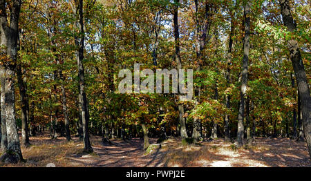 Vista panoramica nella profondità di un bosco di latifoglie, con struttura rarefatta corone in autunno colori e un gioco di luci e ombre Foto Stock