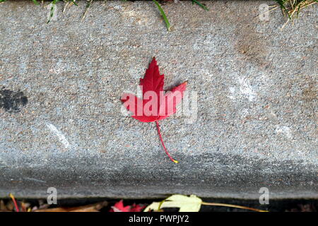 Red maple leaf su un sfondo di calcestruzzo sulla strada Foto Stock