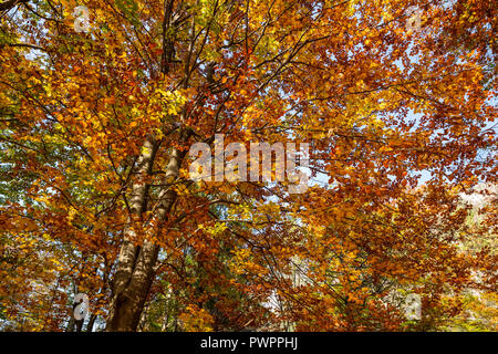 Albero colorato corone nel bosco in autunno Foto Stock