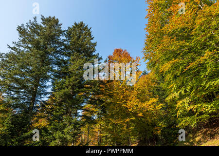 Treetops colorati in autunno Foto Stock