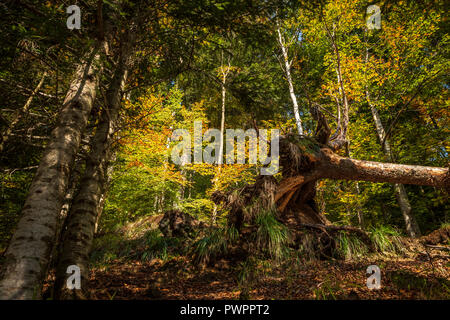 Caduto, sradicati tree in un magico bosco in autunno Foto Stock