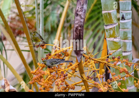 Atlantico (Canarie Serinus canaria), alson noto come il comune o selvatica delle Canarie, mangiando i frutti di bosco in La Palma, Canarie, Spagna Foto Stock