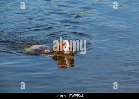 Welsh Springer Spaniel cane nuota in un piccolo lago. Foto Stock