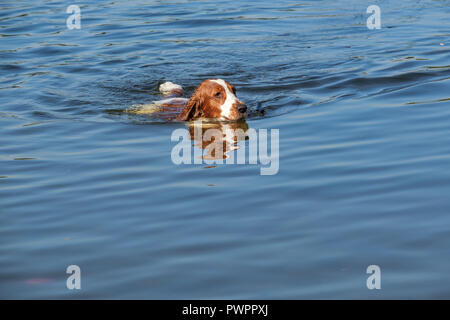Welsh Springer Spaniel cane nuota in un piccolo lago. Foto Stock