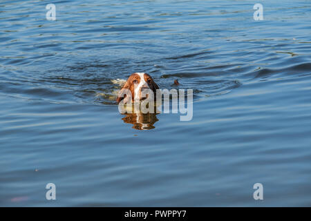 Welsh Springer Spaniel cane nuota in un piccolo lago. Foto Stock