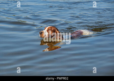 Welsh Springer Spaniel cane nuota in un piccolo lago. Foto Stock