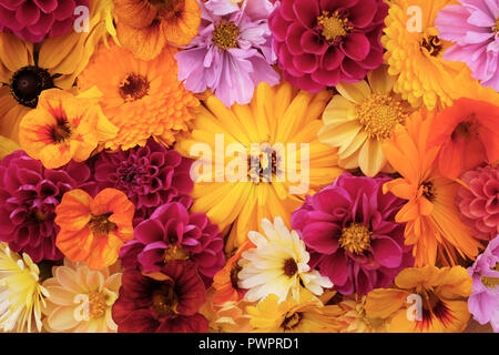 Grandi di colore giallo intenso di fiori di calendula tra fiori misti - nasturtiums il, Dahlie e cosmo Foto Stock