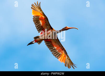 Una ancora maturando Scarlet Ibis vola overhead. Foto Stock