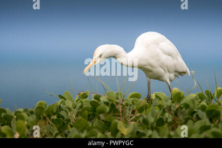 Airone guardabuoi - Bubulcus ibis è una specie cosmopolita di heron famiglia ardeidi trovati nei tropichi e subtropics e riscaldare zone temperate. Foto Stock