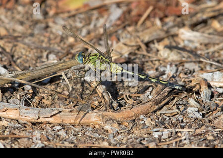 Lungo (Skimmer Orthetrum trinacria) Foto Stock