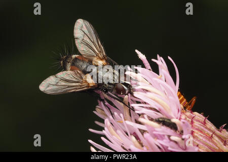 Tachinid fly (Eriothrix rufomaculata) alimentazione su Thistle. Tipperary, Irlanda Foto Stock