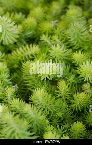 Sedum rupestre "Angelina". Stonecrop "Angelina". Foto Stock