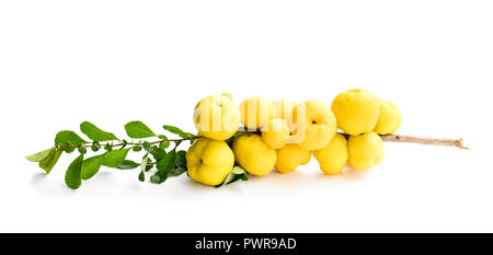 Ramo di fresco con le mele cotogne frutti isolato su bianco Foto Stock