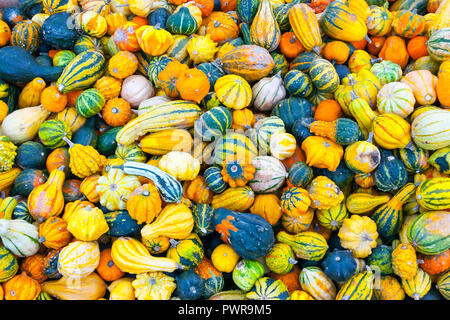 Un mazzetto di piccole zucche in vendita a Innsbruck in Tirolo, Austria Foto Stock