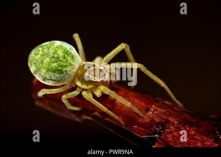 Nigma walckenaeri (verde maglia-weaver) ragno macro clos fino Foto Stock