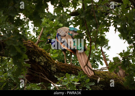 Un bellissimo pavone su una struttura ad albero Foto Stock