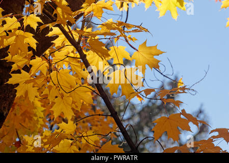 Close-up di giallo retroilluminato con foglie di acero in autunno Foto Stock