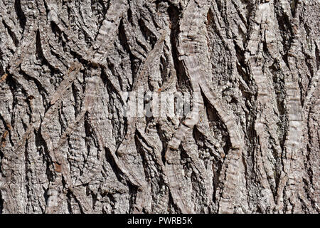 Close-up del solcato corteccia di un maturo dolce castagno castanea sativa albero, Vancouver, BC, Canada Foto Stock