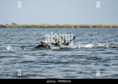 Grande cormorano (Phalacrocorax carbo) nel Delta del Danubio Foto Stock