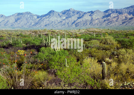 Il paesaggio del Deserto di Sonora vicino a Tucson in Arizona Foto Stock