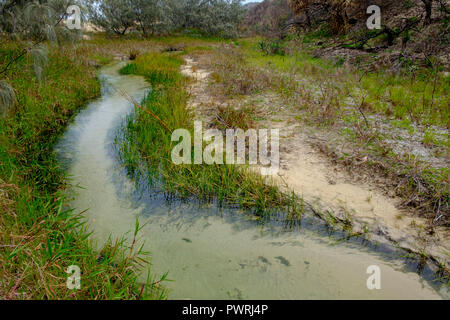 Wyuna Creek - Fraser Island Foto Stock