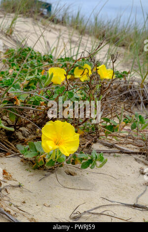 Wyuna Creek - Fraser Island Foto Stock