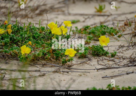 Wyuna Creek - Fraser Island Foto Stock