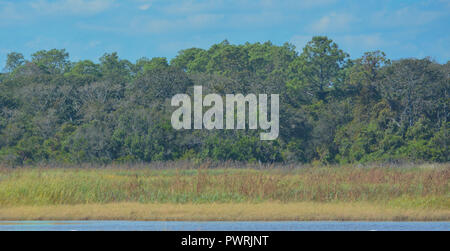 Fiume Guana Wildlife Management Area in Florida Foto Stock