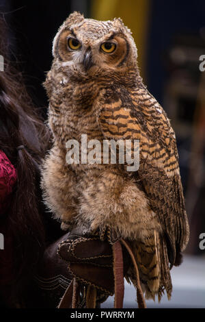 Maestoso gufo reale marrone con il suo trainer di falconeria Foto Stock