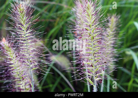 Gocce di rugiada su un viola impianto Fuzzy Foto Stock