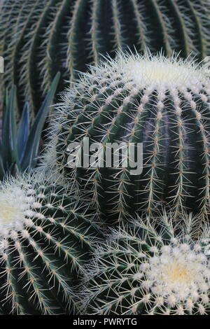 Echinocactus grusonii, cactus a botte d'oro, palla d'oro o cuscino di suocera che cresce nel giardino del deserto. Foto Stock