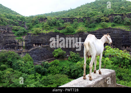 Le capre sono orgogliosamente affacciato su grotte di Ajanta, il rock-cut monumenti buddisti. Preso in India, Agosto 2018. si affacciano, vedetta, spot, UNESCO World Foto Stock