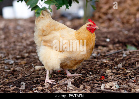 Un Buff Orpington pollo Gallina Foto Stock