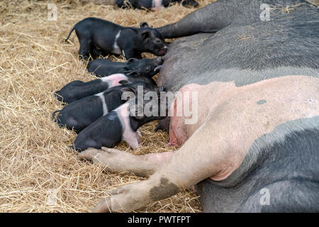 Alimentazione dei porcellini Foto Stock