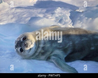 Della guarnizione - guarnizione inanellato (Pusa hispida), una giovane madre sulla neve. Antartico. Foto Stock
