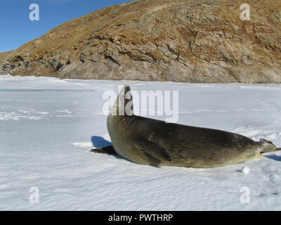 Della guarnizione - guarnizione inanellato (Pusa hispida), una giovane madre sulla neve. Antartico. Foto Stock