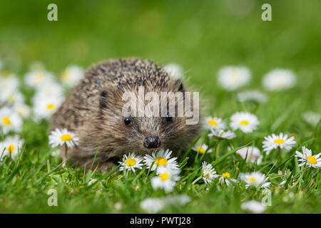 Riccio, giovani, selvatici, hedgehog nativo nel giardino naturale impostazione con bianche margherite. Nome scientifico: Erinaceus europaeus. Orizzontale. Foto Stock