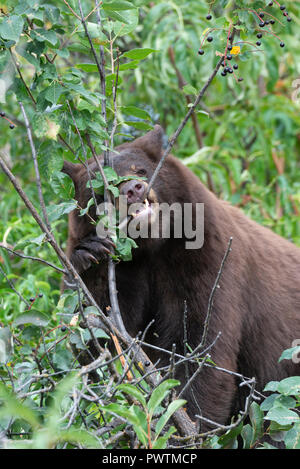 Un American Black Bear (Ursus americanus) strappa un ramo con i suoi denti per accedere a tarda estate bacche, America del Nord Foto Stock
